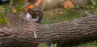 How Our Tree Care Process Works  in  West Newton, PA